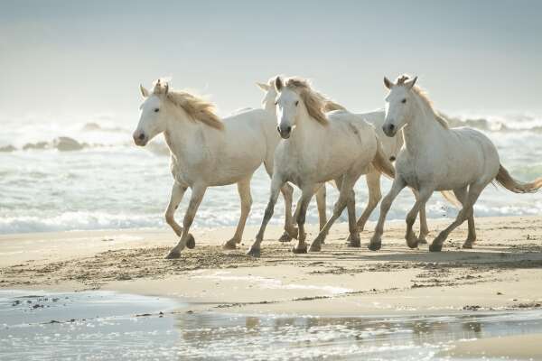 Camargue Wallpapers