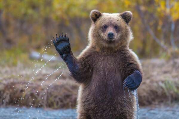 Cub Wallpapers