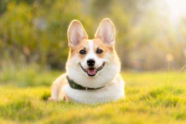 Corgi Wallpapers