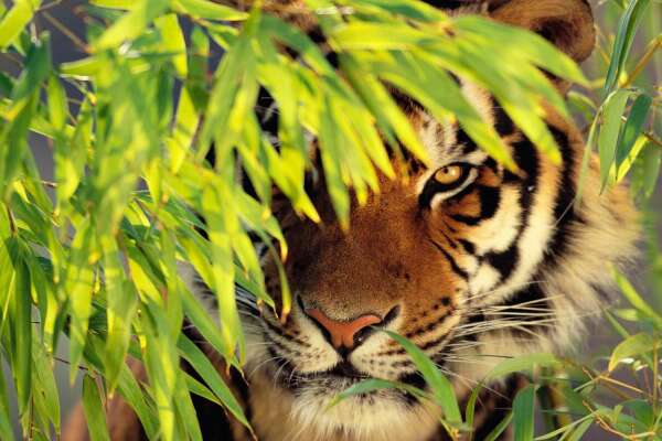 Bamboo Wallpapers