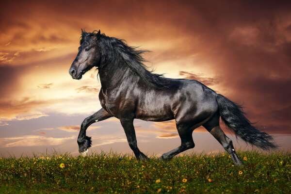 Horse Wallpapers
