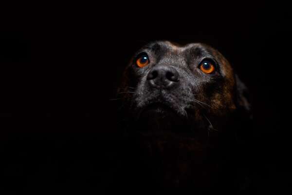 Terrier Wallpapers