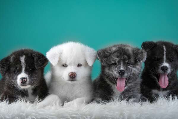 Akita Wallpapers