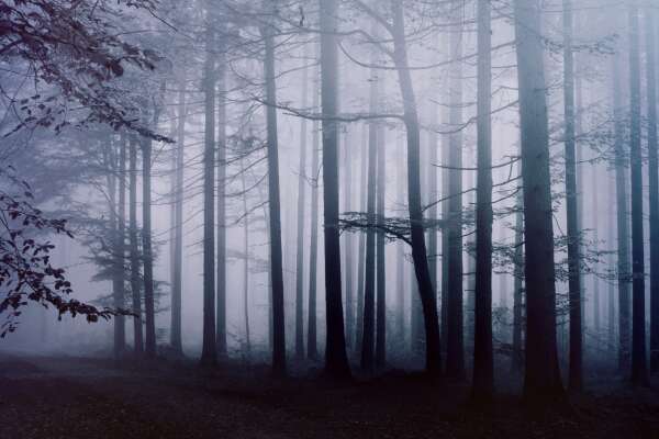 Beech Wallpapers