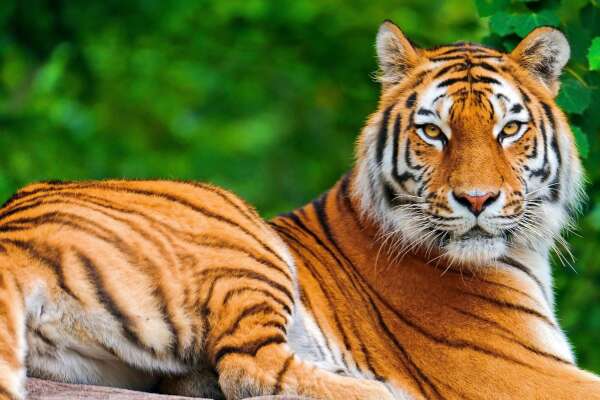Reclining Wallpapers