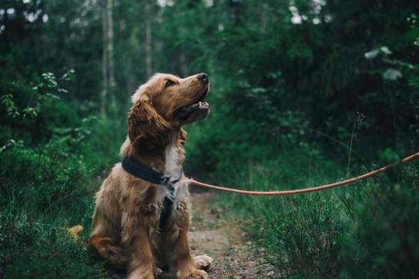 Spaniel Wallpapers