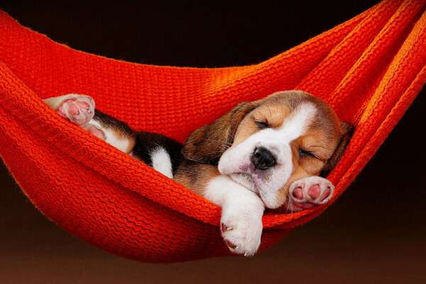 Beagle Wallpapers