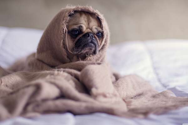 Pug Wallpapers