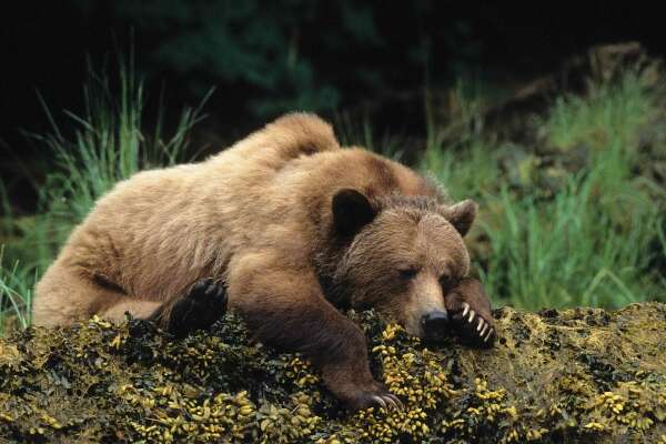 Bear Wallpapers