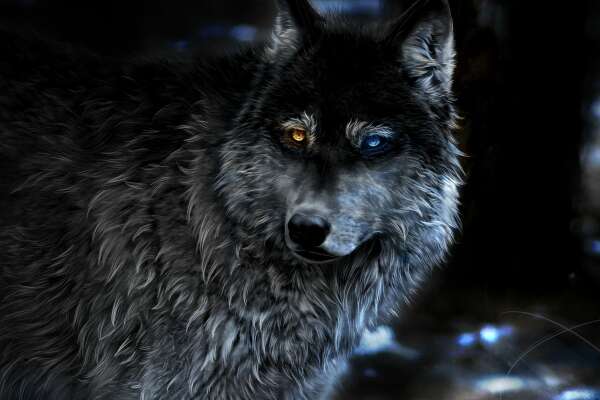 Heterochromia Wallpapers