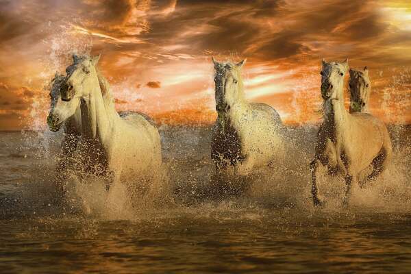 Horses Wallpapers