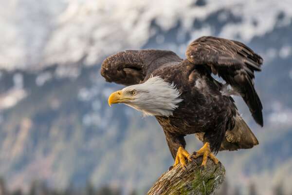 Perched Wallpapers