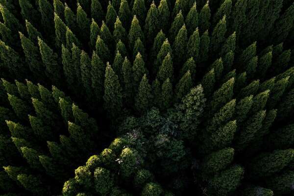 Coniferous Wallpapers