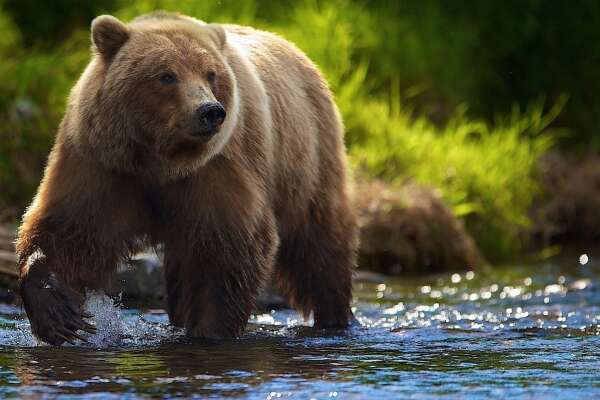Wading Wallpapers