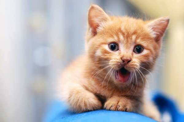 Meowing Wallpapers