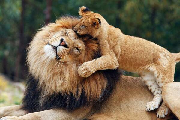 Parent Wallpapers