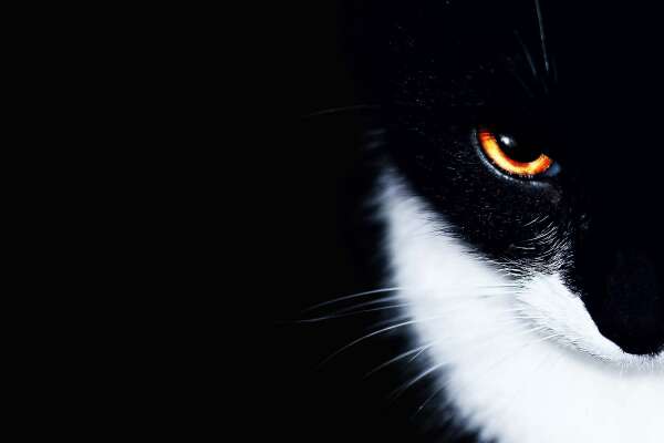 Tuxedo Wallpapers