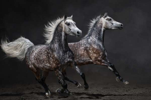 Arabians Wallpapers