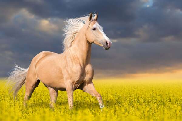 Palomino Wallpapers