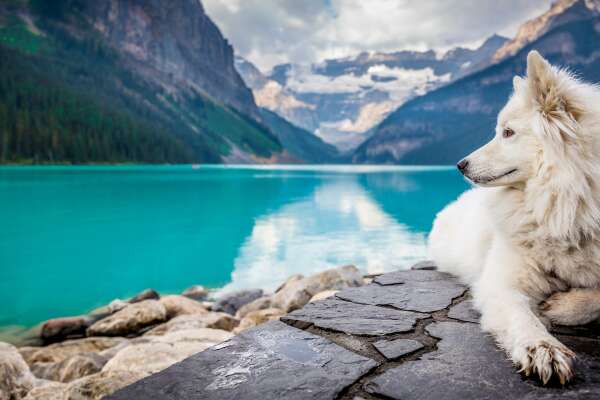 Samoyed Wallpapers