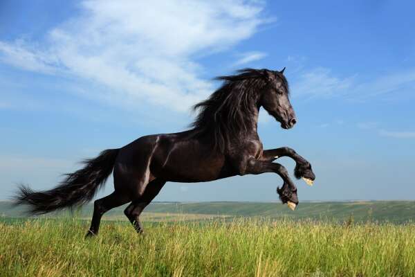 Prancing Wallpapers