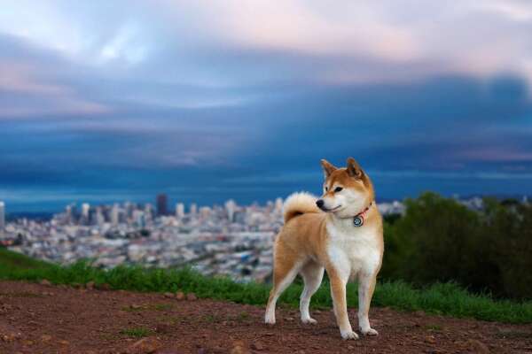 Inu Wallpapers