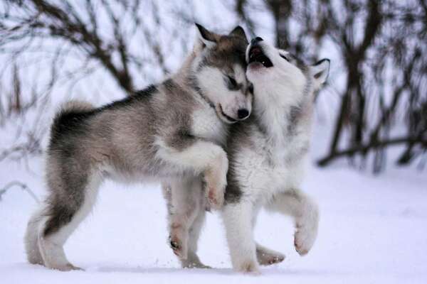 Malamute Wallpapers