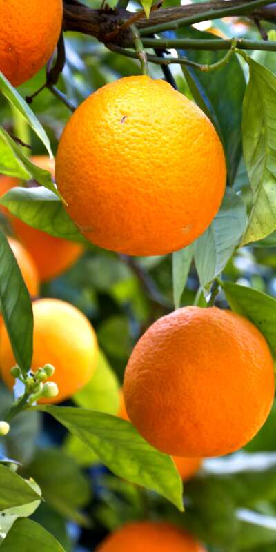 Orange Wallpapers