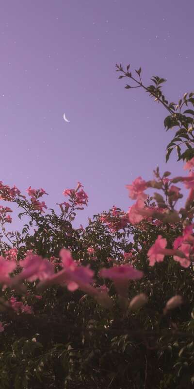 Aesthetic Wallpapers