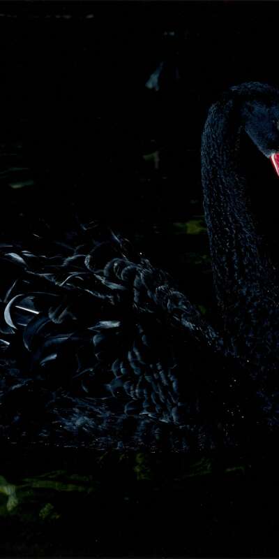 Swan Wallpapers