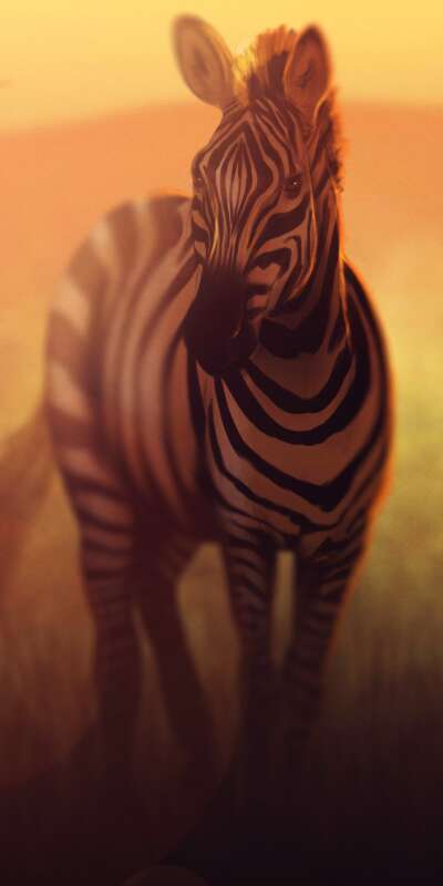 Zebra Wallpapers