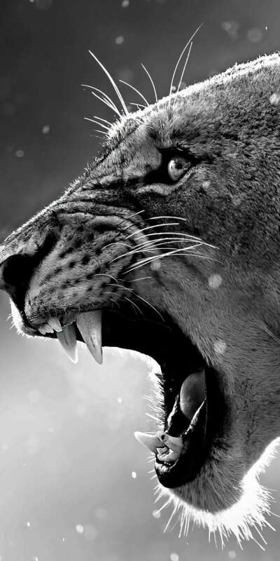 Lioness Wallpapers