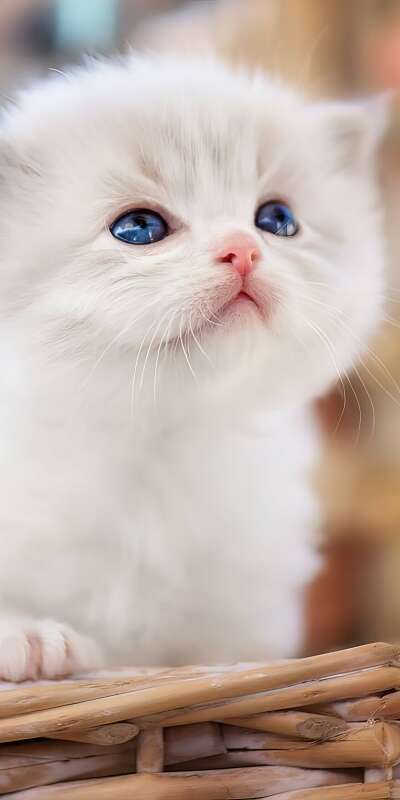 Cute Wallpapers