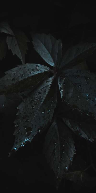 Leaves Wallpapers