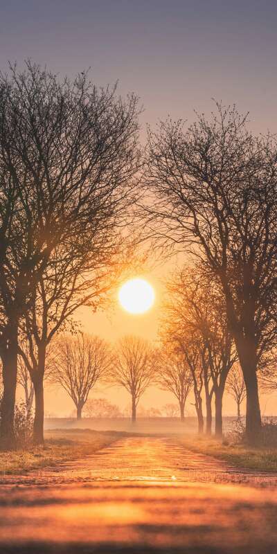 Avenue Wallpapers