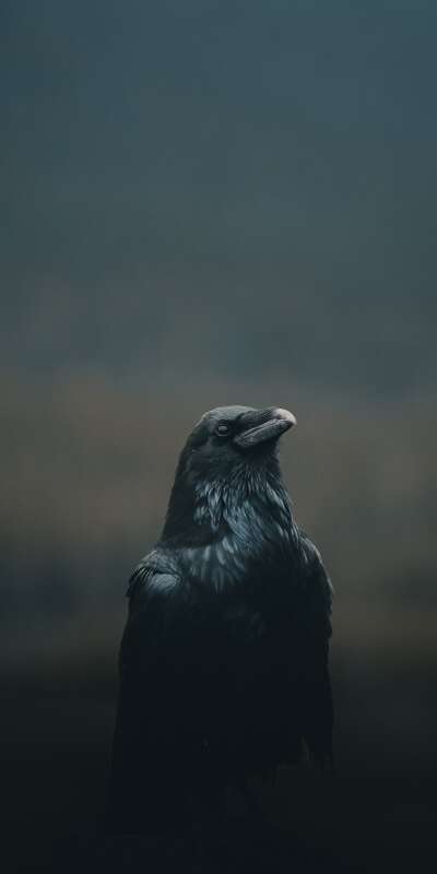 Crow Wallpapers