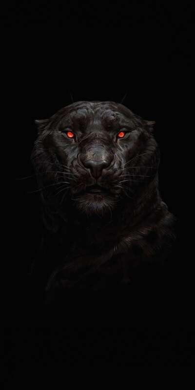 Panther Wallpapers
