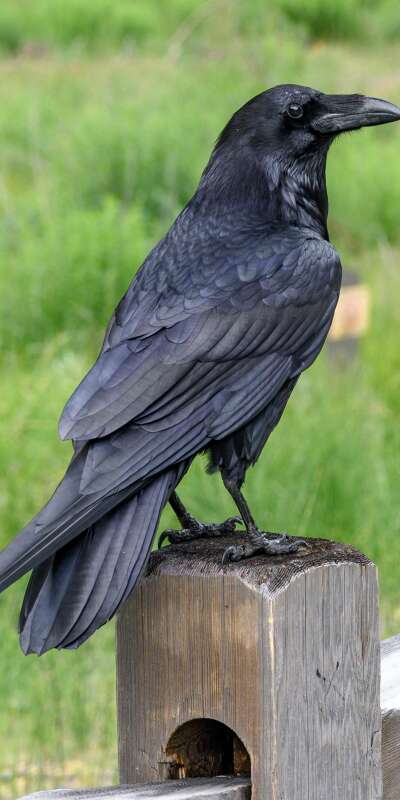 Raven Wallpapers