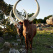 Ankole-Watusi cattle