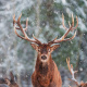 Sika deer