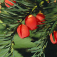 Taxus baccata