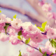 Apricot blossom
