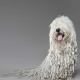 Komondor