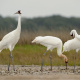 Whooping Crane