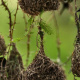 Vieillot's Black Weaver