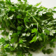 Parsley (Herb)