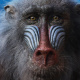 Rafiki