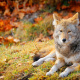 Coyote