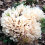 Cauliflower Mushrooms