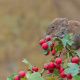 Bank vole